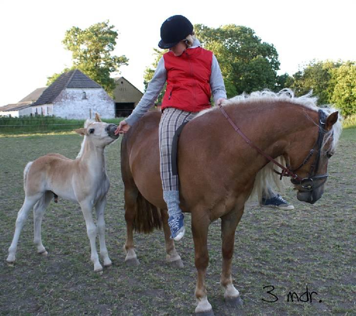 Haflinger RIDEDYRET ALADDIN - 0 år, sommer 2008 billede 14