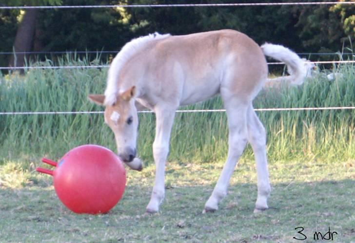 Haflinger RIDEDYRET ALADDIN - 3mdr billede 15