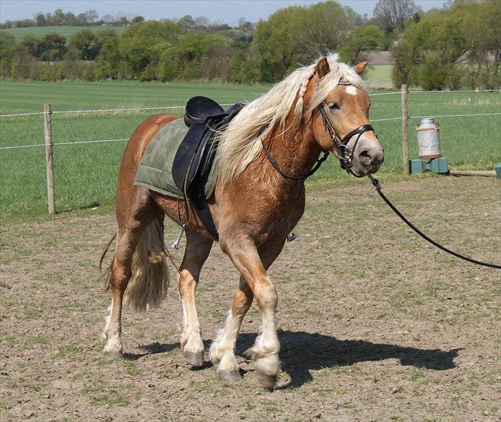 Haflinger RIDEDYRET ALADDIN - 3års billede 16