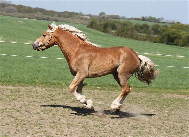 Haflinger RIDEDYRET ALADDIN billede 17