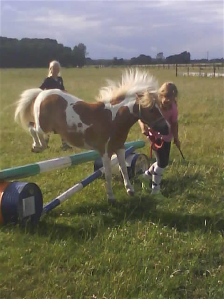 Shetlænder Skovlundegårds Dublo<333 - piger fra gården springer med dublo billede 17