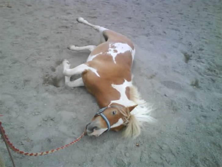 Shetlænder Skovlundegårds Dublo<333 - dublo ruller sig billede 18