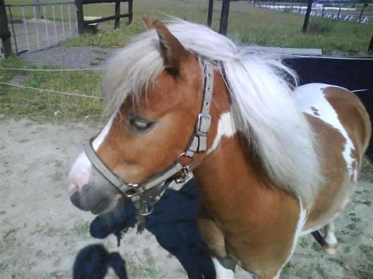 Shetlænder Skovlundegårds Dublo<333 - Dublo<3333 billede 19