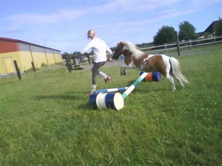 Shetlænder Skovlundegårds Dublo<333 - dublo springer  billede 20