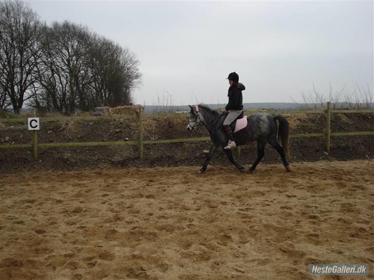 Sportsaraber (A) nefertitte |  - 2009 billede 11