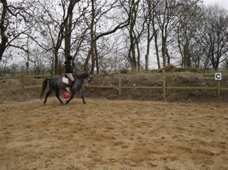 Sportsaraber (A) nefertitte |  - 2009 billede 13