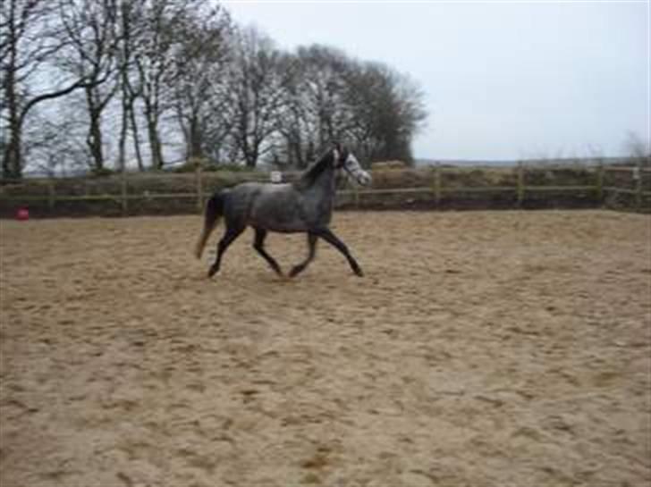 Sportsaraber (A) nefertitte |  - 2009 billede 14