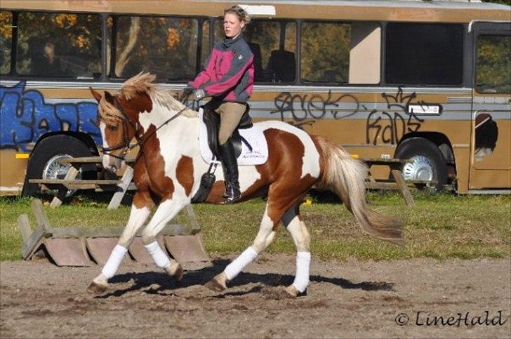 Anden særlig race Oscar Mon Amour *SOLGT* - Oscar i galop :) billede 12