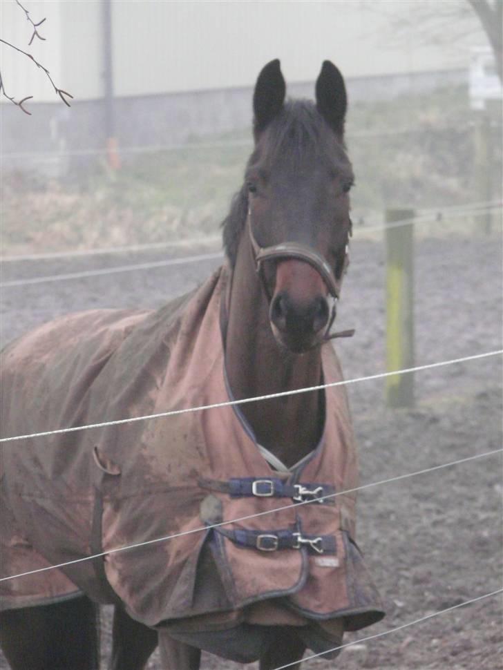 Trakehner Helion De L billede 18