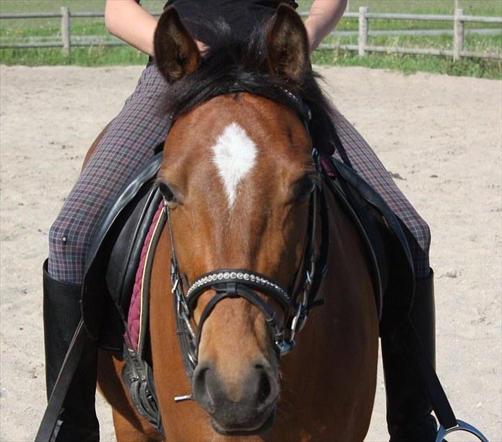 Anden særlig race Fortuna Le-ci * SOLGT* - (: foto clarissa<3<3 sommerferien 2009. billede 9