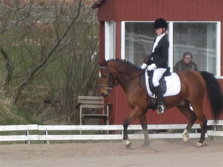 Anden særlig race Fortuna Le-ci * SOLGT* - Stævne Nibe rideklub 1 plads i LC1 til 64,2% d. 17 april 2010. billede 10
