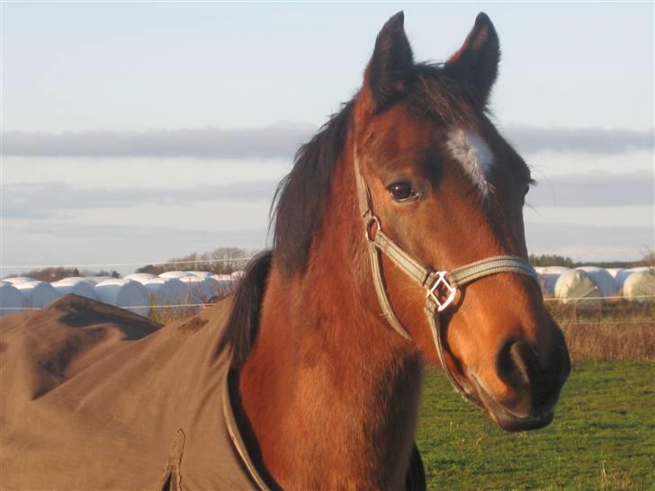 Anden særlig race Fortuna Le-ci * SOLGT* - Le-ci på fold d.13-12-09(: Foto mig. billede 12