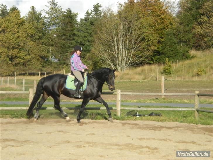 Dansk Varmblod Fie  billede 15