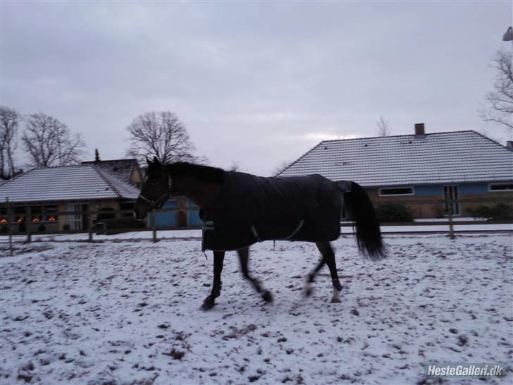 Dansk Varmblod gørklintgårds lake placid - vilde lake (; billede 9