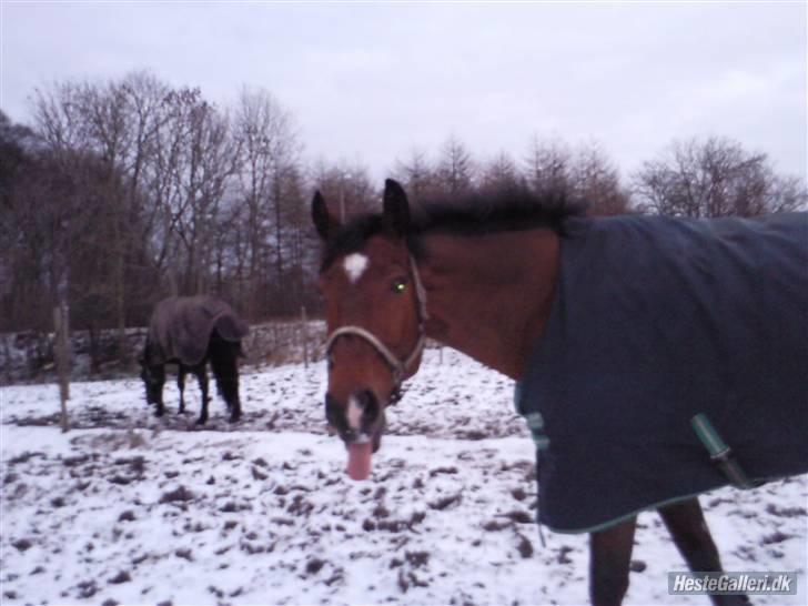 Dansk Varmblod gørklintgårds lake placid - hehe lake. billede 10