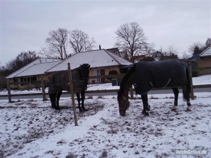 Dansk Varmblod gørklintgårds lake placid - lake og perfect. billede 12