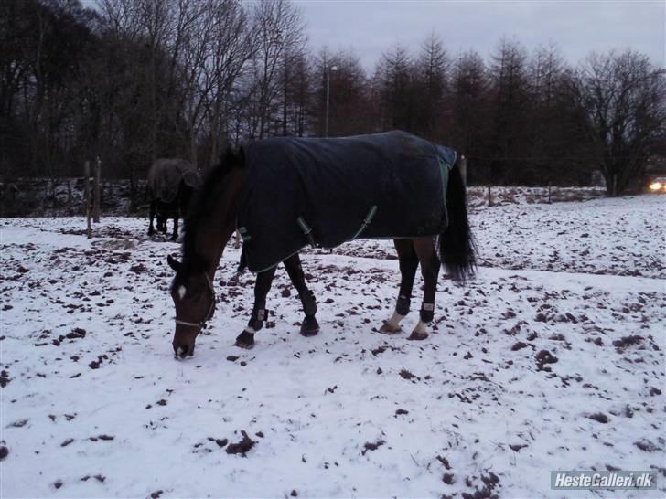 Dansk Varmblod gørklintgårds lake placid - fold igen billede 13