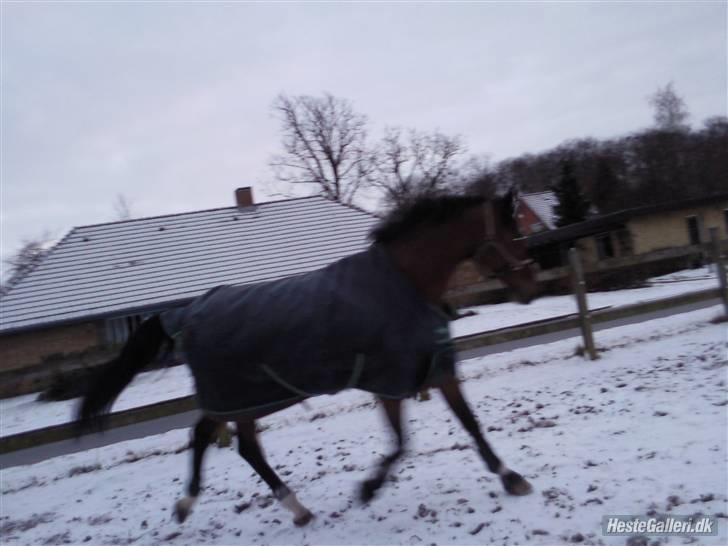 Dansk Varmblod gørklintgårds lake placid - lake på fold. billede 14