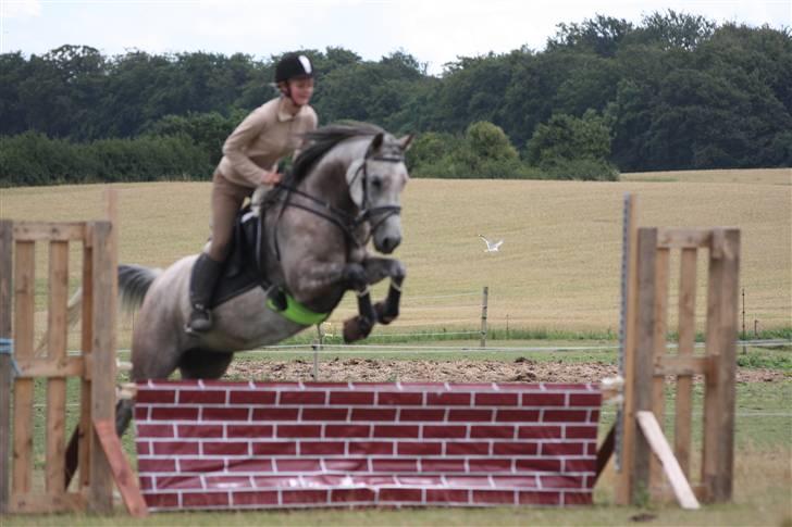 Arabisk fuldblod (OX) sedina ox - R.I.P. 2009 billede 20