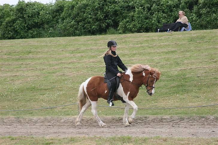 Islænder Falleg fra Thorsvighus - i skridt til pinse 09 fik 7.5 for skridt !!!! Foto : Caroline storch billede 20