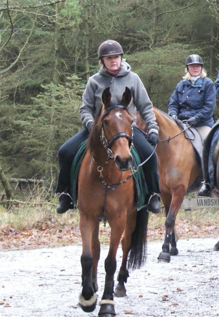 Arabisk fuldblod (OX) Malek (Tidligere redet) - Kira (Maleks ejer) på skovtur med gulerødsbanden :) billede 16