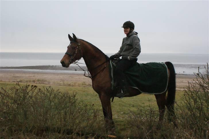 Arabisk fuldblod (OX) Malek (Tidligere redet) - Kira (Maleks ejer) og Malek efter en galop i Marbæk billede 17