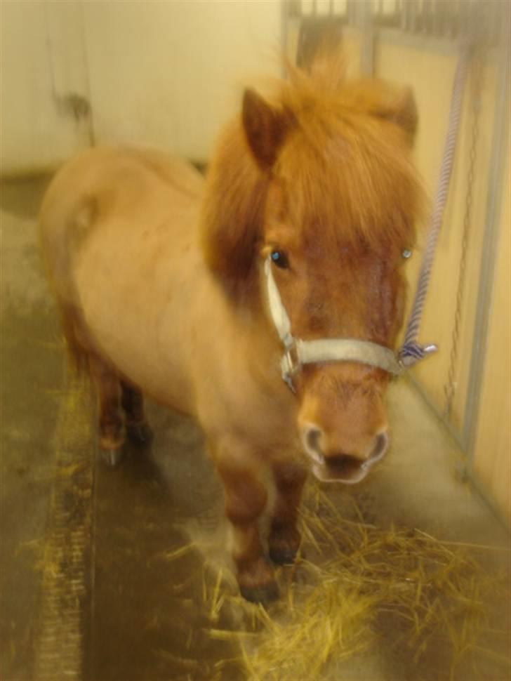 Anden særlig race Hugo billede 1