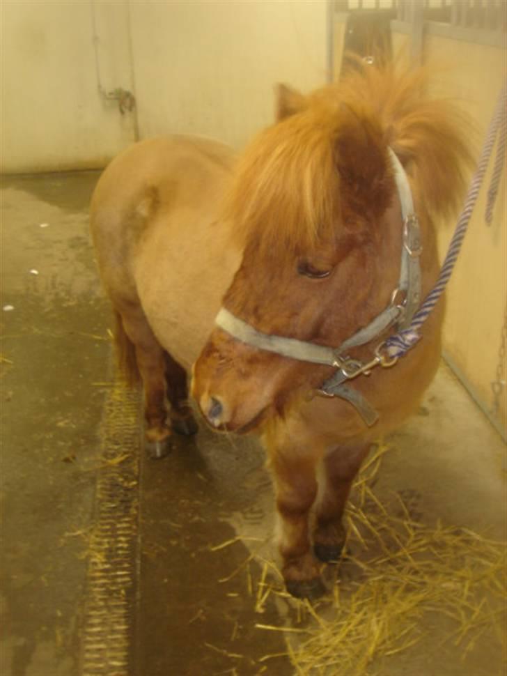 Anden særlig race Hugo billede 2