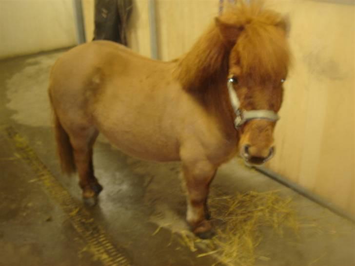 Anden særlig race Hugo billede 3