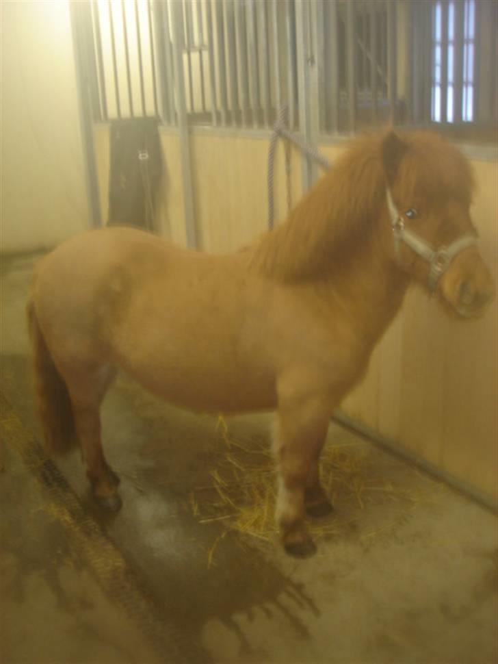 Anden særlig race Hugo billede 4