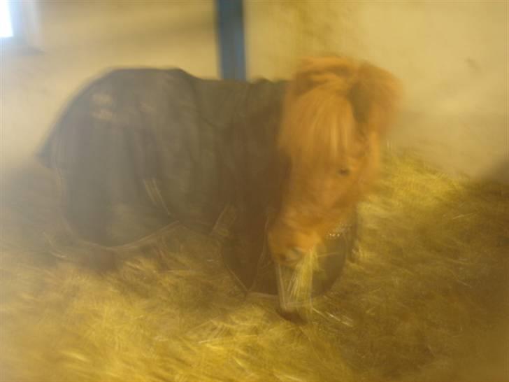 Anden særlig race Hugo billede 5