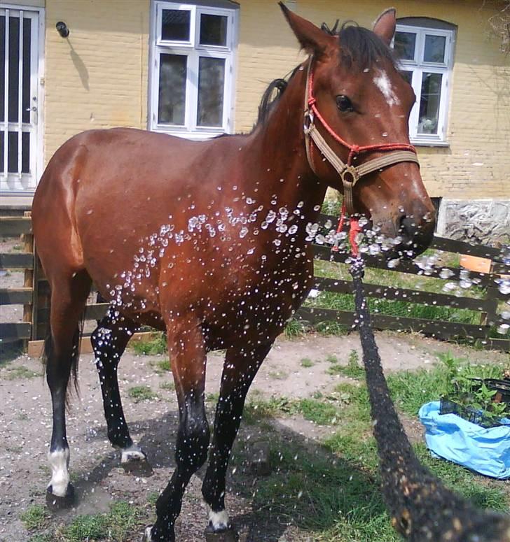 Anden særlig race milan # solgt # - milan og mig leger med vand :) billede 10