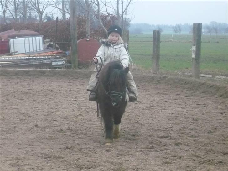 Shetlænder Mini Max - Kirstine 5 år  super holdning billede 12