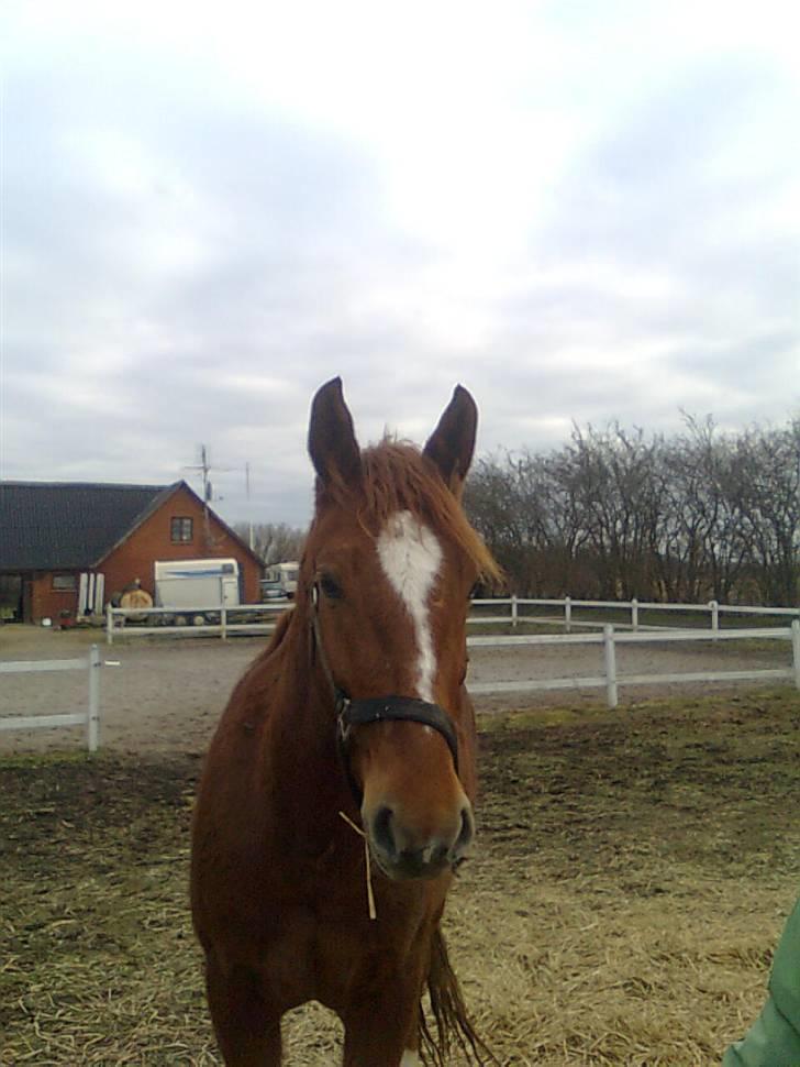 Pinto Svalegårdens Hemmingway - Hemse., (; [Foto: Mig] billede 2