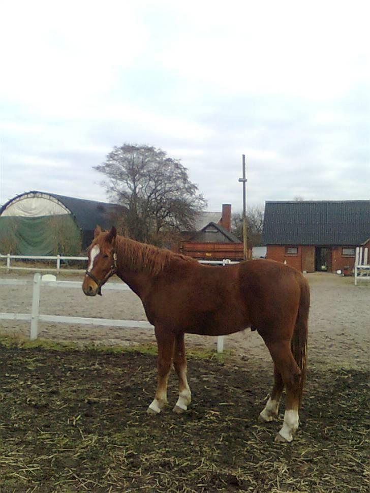 Pinto Svalegårdens Hemmingway - Fold tilled., q´; [Foto: Annette] billede 3