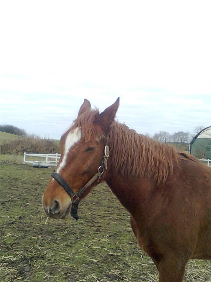 Pinto Svalegårdens Hemmingway - Ejj, hvor ser jeg dog mærkelig ud., :D [Foto: Annette] billede 4