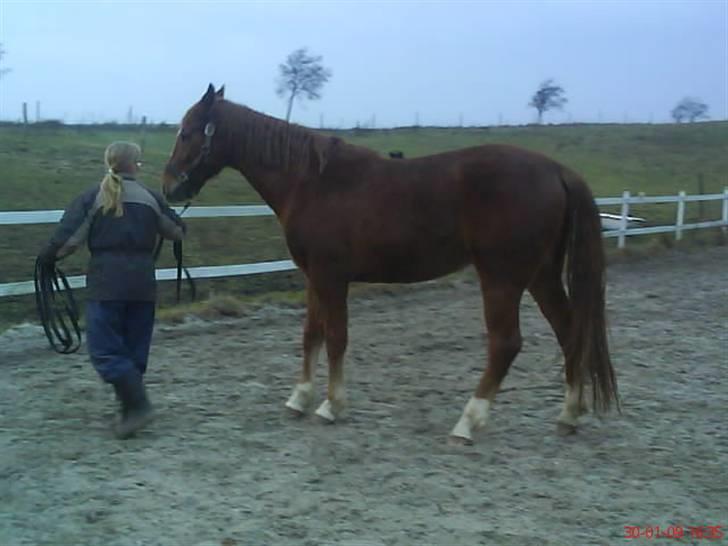 Pinto Svalegårdens Hemmingway - Mor og Hemse på ridebanen ( Sorry kvaliteten ) [Foto: Mig] billede 5