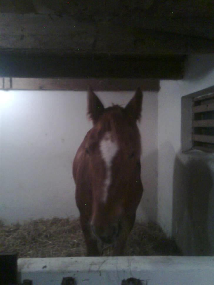 Pinto Svalegårdens Hemmingway - Dagen, hvor vi fik ham hjem, og første gang at han kom ind i sin nye boks., q; [Foto: Annette] billede 6