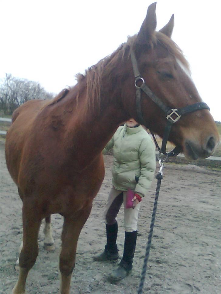 Pinto Svalegårdens Hemmingway - Uhh, jeg elsker at bliv strigler., her er det Annette, Julies bedste´ste veninde, som er igang med at strigle mig., :P [Foto: Mig] billede 8