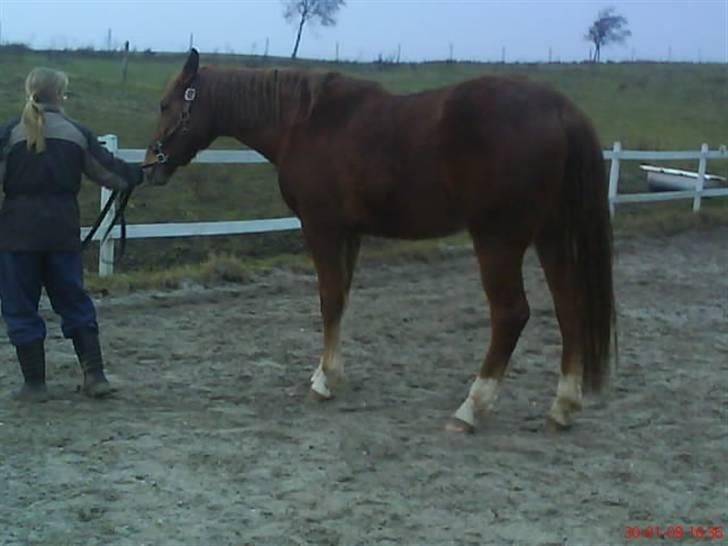 Pinto Svalegårdens Hemmingway - På vej på fold, igen., :P [Foto: Mig] billede 9