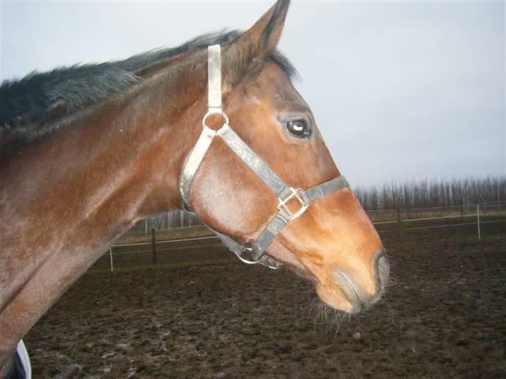 Anden særlig race Sheza - Leveret tilbage   billede 10