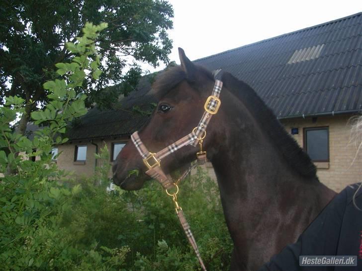 Anden særlig race westergaard`s mike B-pony - lille bette mike<3  er han ikk sød?=D   jah, det var så mike`s profil=D håber i nød den skriv gerne en kommentar=)  (hjemme ved jeanne) billede 18