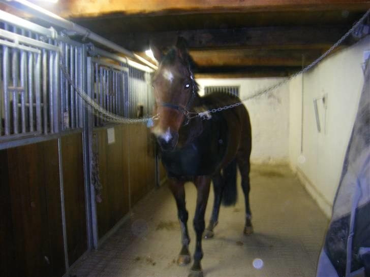 Anden særlig race Sheza - Leveret tilbage   billede 11