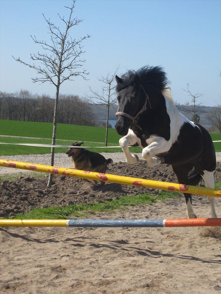 Pinto Mon Ami. - 2) Sommer 2011. billede 3