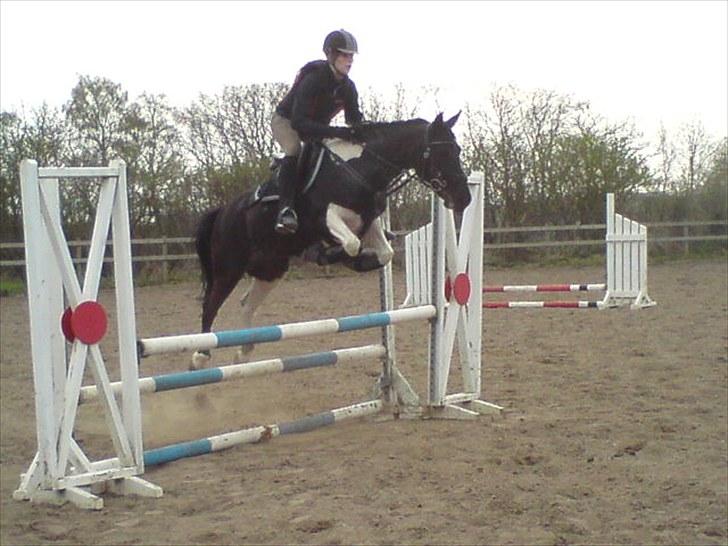 Pinto Mon Ami. - 3) 2010. billede 4