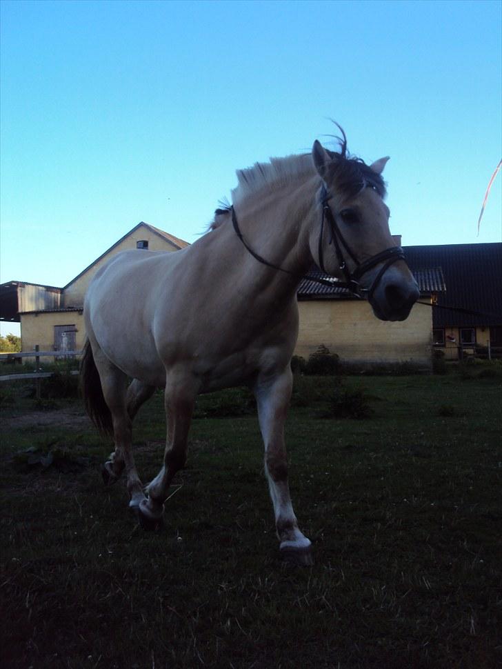 Fjordhest Zitta ~MIN BEDSTE VEN~ - 20# Freja i longe :D <3  ~~~ Foto: Cecilie Holst Jørgensen/CHJ PICTURES billede 20