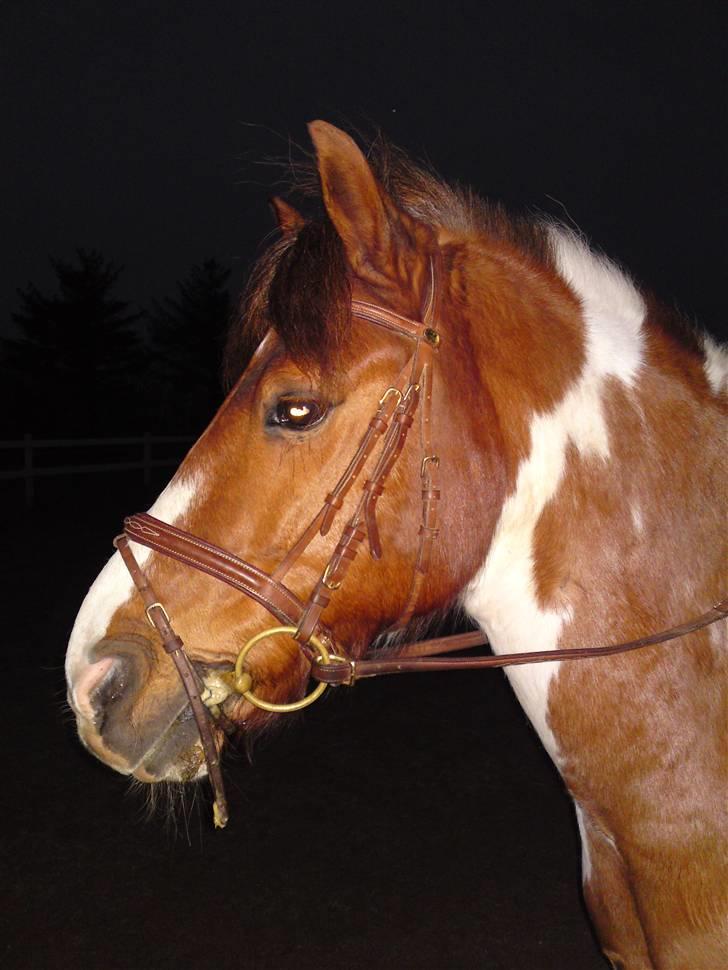 Anden særlig race Sprinter - selvom det er mørkt er der stadig meget spændende..................!<3333 billede 5