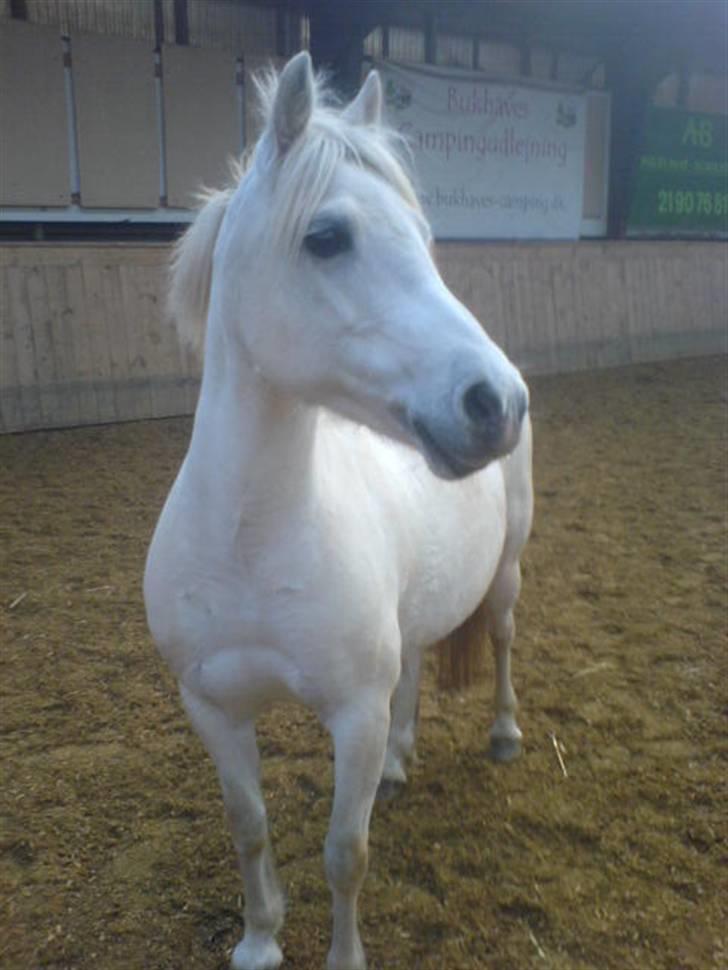 Welsh Mountain (sec A) polka [solgt] - Total fotogen pony! :D billede 13