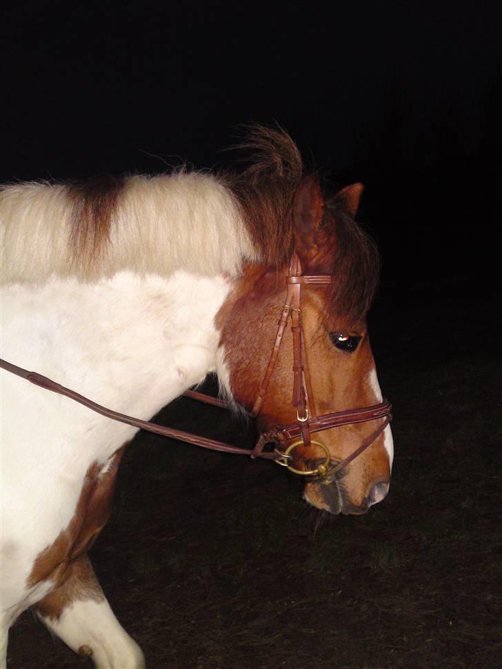Anden særlig race Sprinter - <3333333..........! billede 10