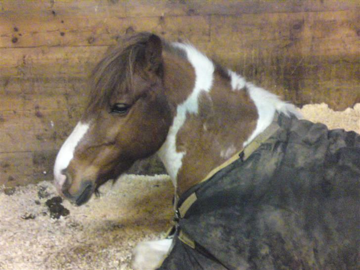 Anden særlig race Sprinter - så skal der soves....zzzzzzzzzzzzzz.......!   <33333 billede 15